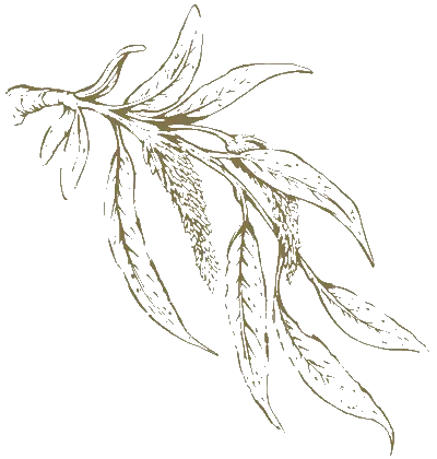 Smart World The Edition